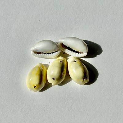Real Beachie Cowrie Shell (Natural)
