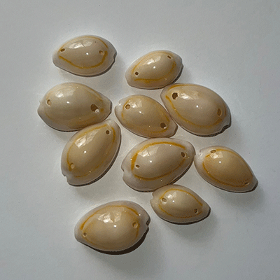 Carmel Delight Cowrie Shell (Natural),