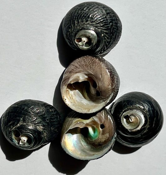 Sexy Melanin Black Turban Shell (natural)